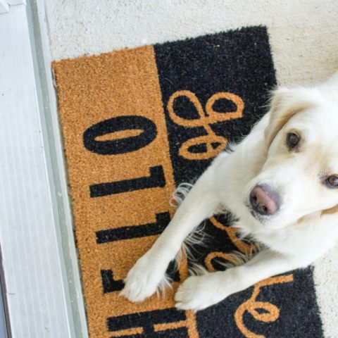 white Labrador reclining on rug