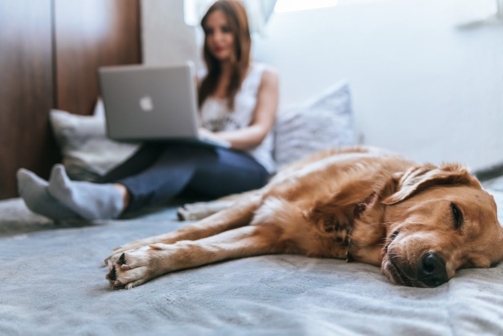 Pet-friendly rental apartments in the UK