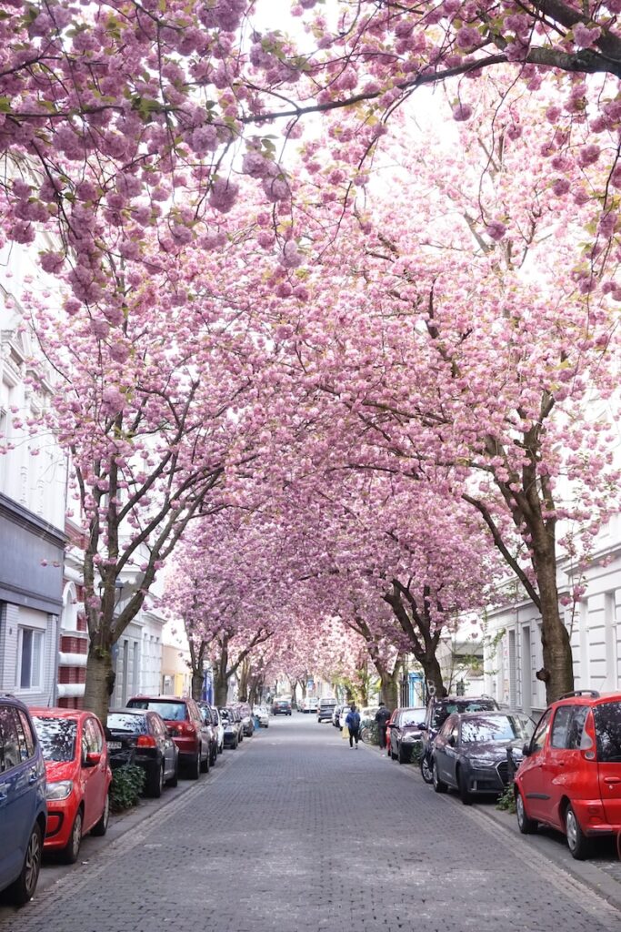 The Gorgeous Cherry Blossom Street in Bonn